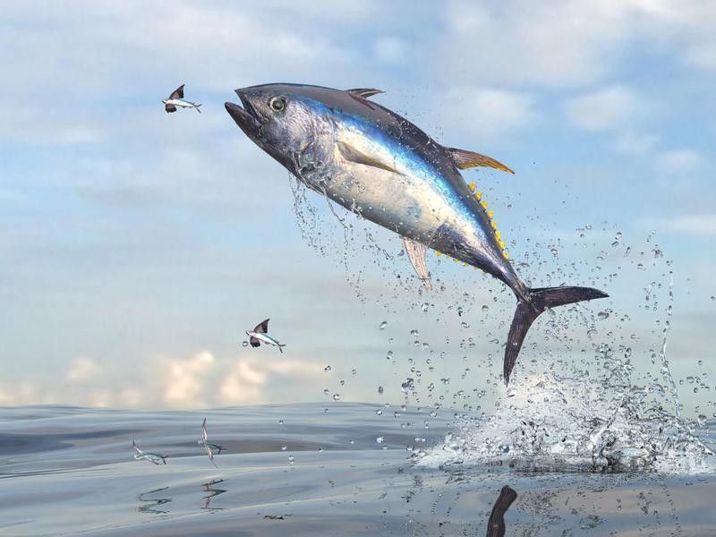 Rare animals: lying fishes running away from tuna fish