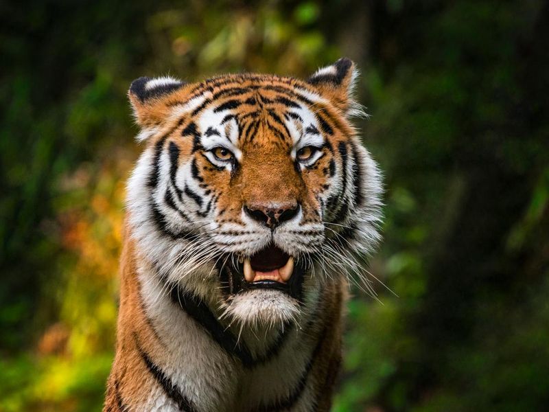Rare bengal tiger portrait