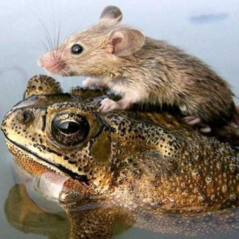 Rat and frog