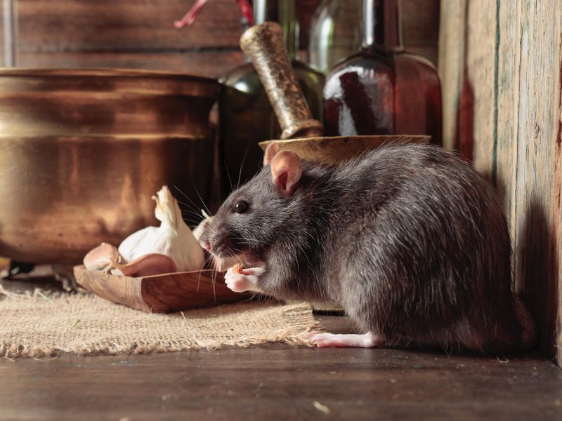 Rat on a table with old kitchen utensils