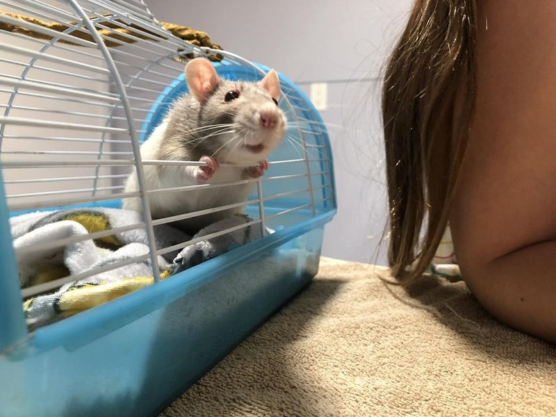 Rat peeking out of cage