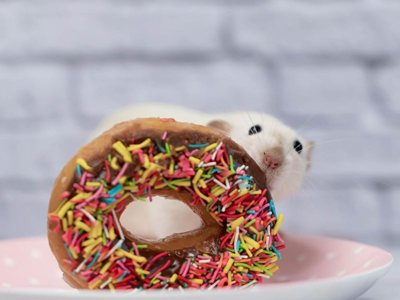 Rat sniffing a donut