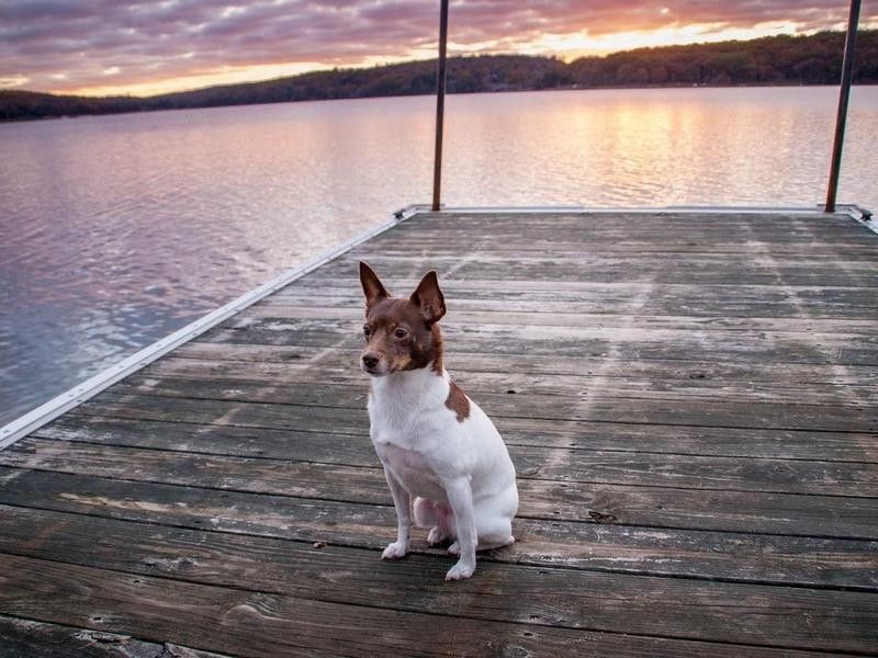 Rat terrier on a dock