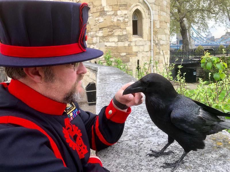 Ravenmaster at work, United Kingdom