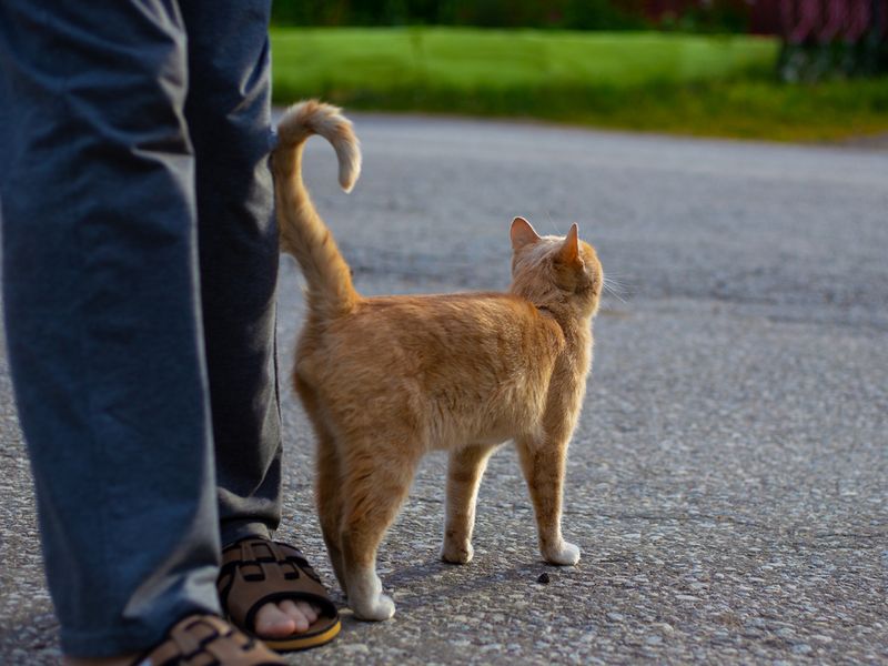 red cat lifted its tail and snuggled up to a man on the street
