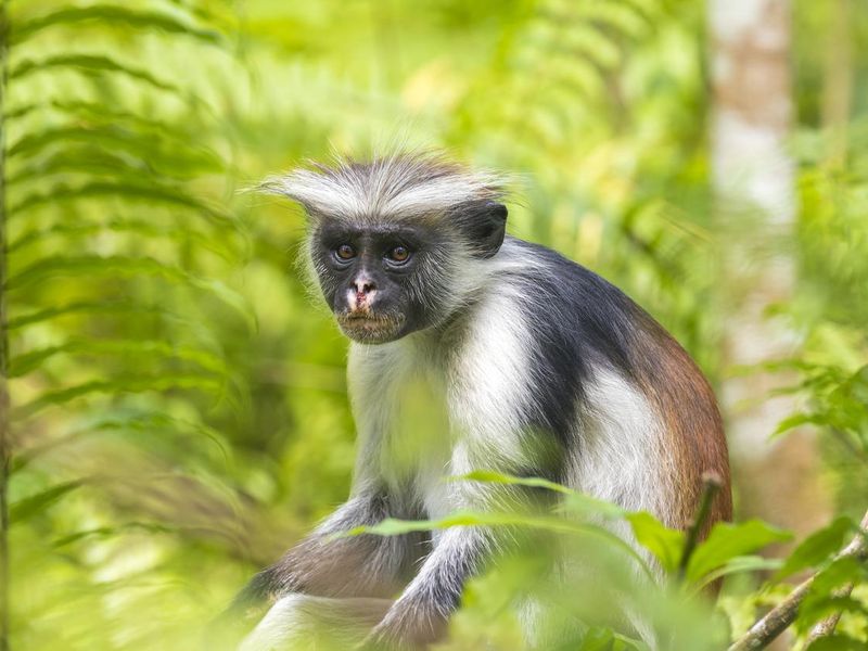 Red Colobuse Monkey