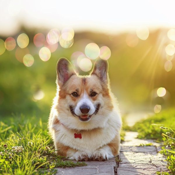 cute red Corgi dog lies in a summer sunny garden among the brilliant sun glare and rays