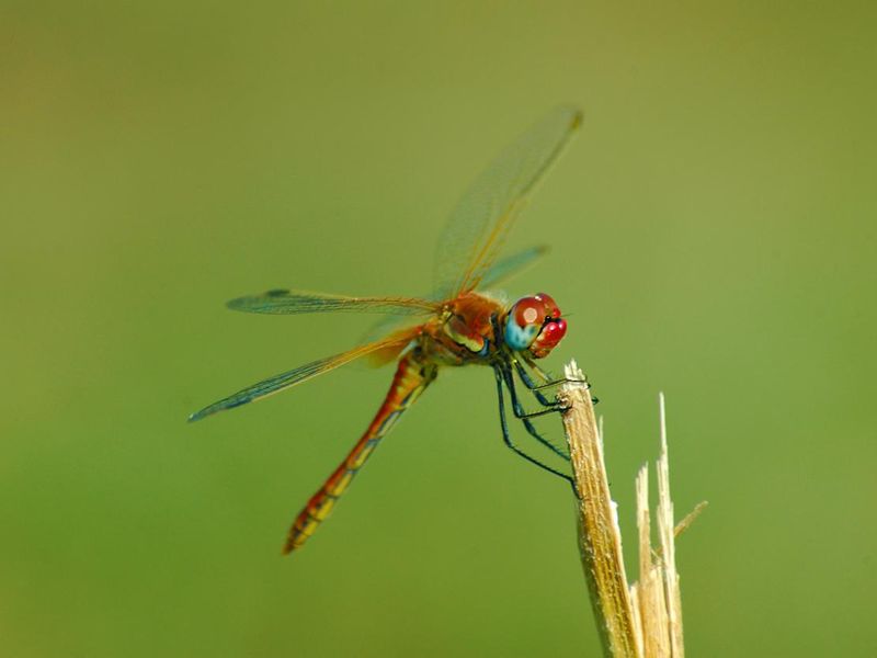 Red dragonfly on a stem