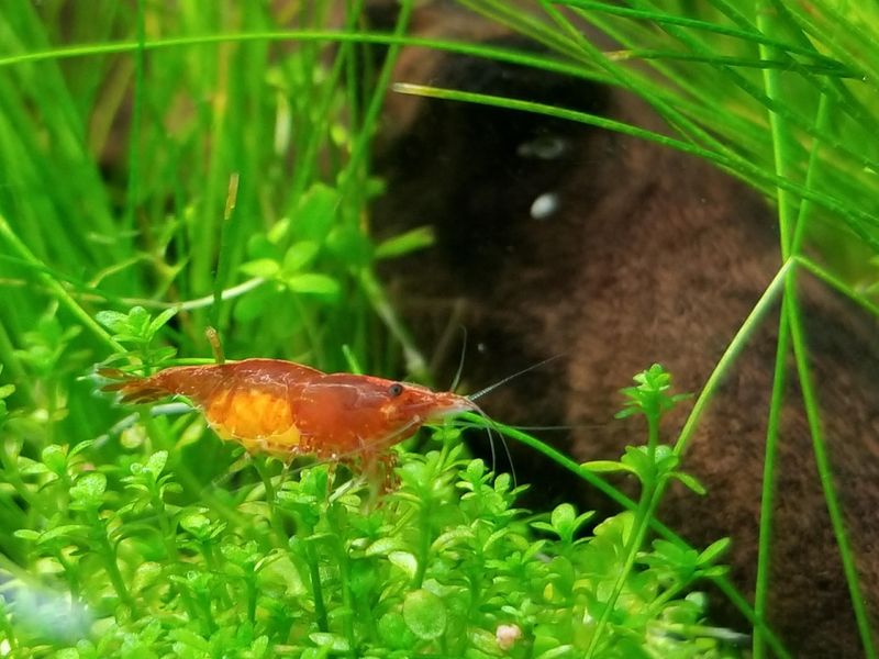 Red dwarf shrimp