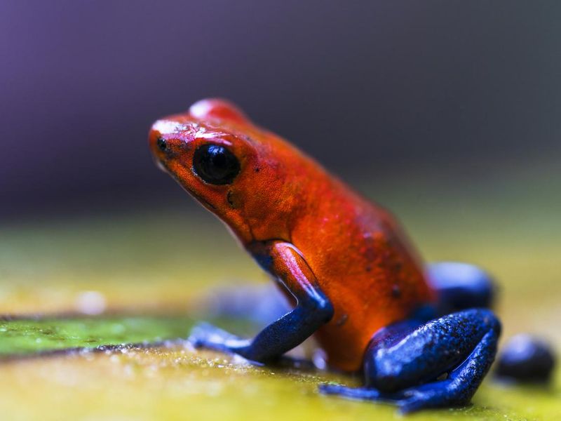 Red eyed tree frog near Centro Ecologico Los Guatuzos, Nicaragua