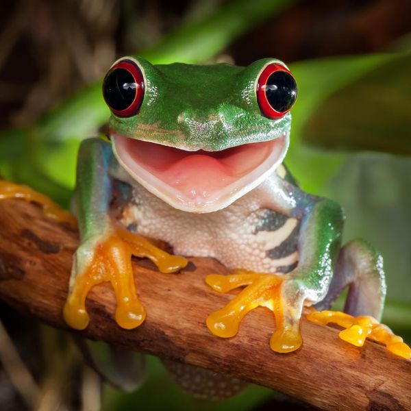 Cute Frog Facts You Need in Your Life