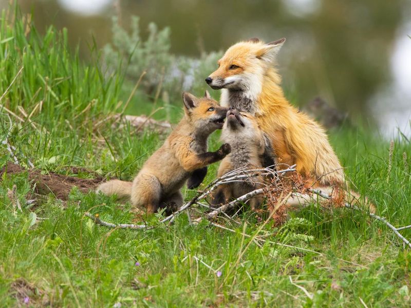 Red Fox Family - Yellowstone NP