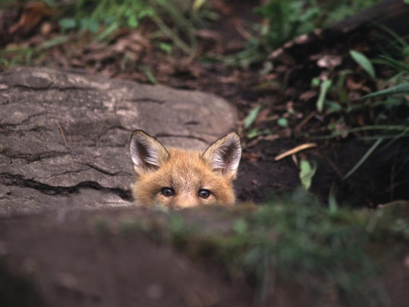 Red fox peeking over rock in the forest
