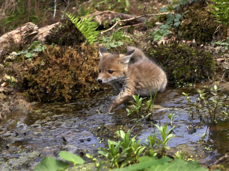 Red Fox, vulpes vulpes, Cub standing in Water, Normandy