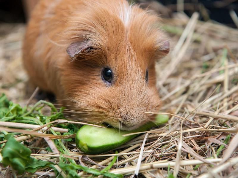 Red guinea pig eating cucumber