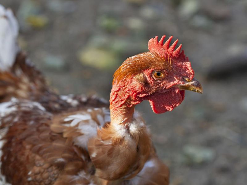 Red haired hen with a bare neck