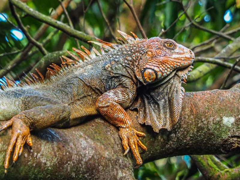 Red iguana in a trea