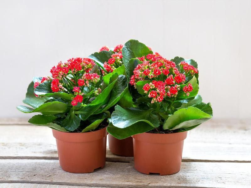 Red kalanchoe flowers