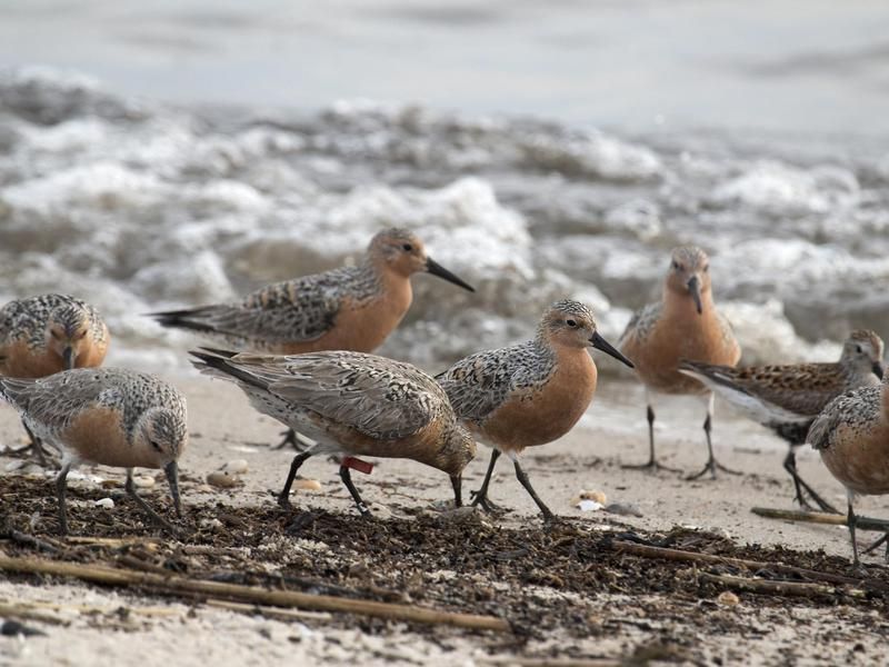 Red-knot Sandpiper