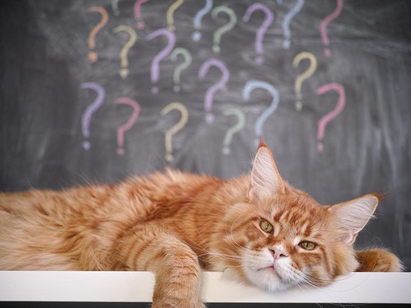 Red maine coon cat laying on a table against question mark background
