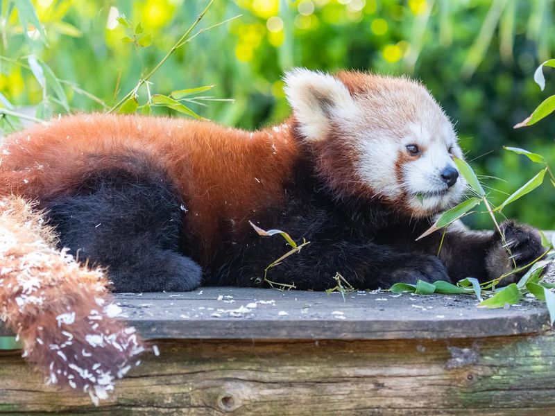 Red panda hanging out