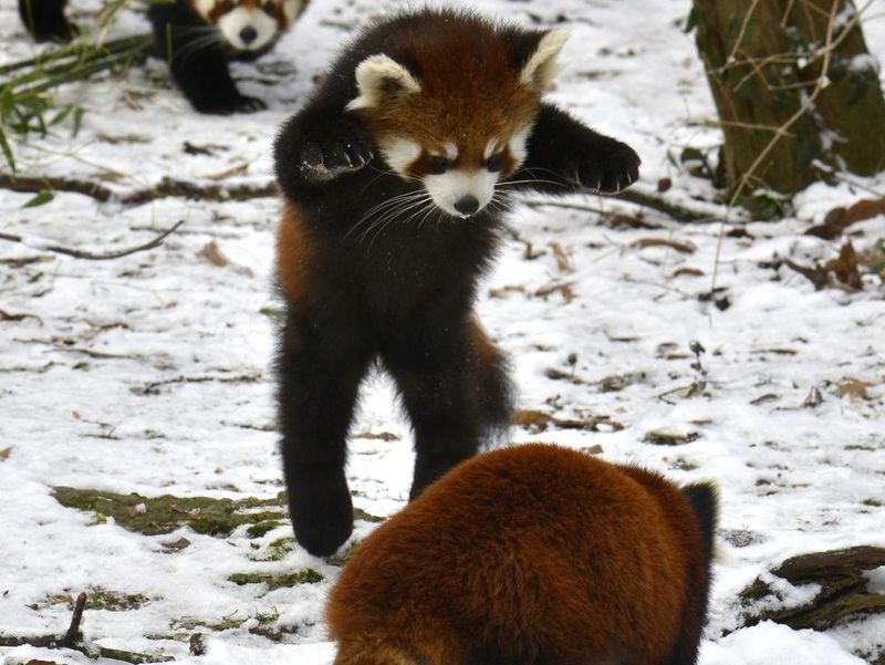 Red panda playing with mom