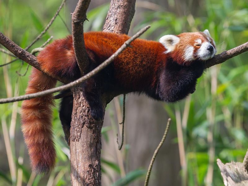 Red panda sleeping in a tree