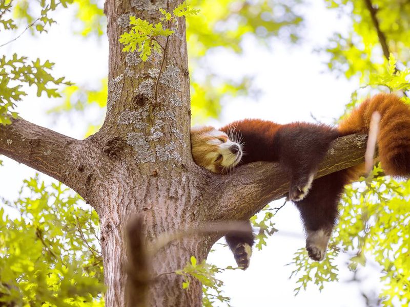 Red panda sleeping in tree