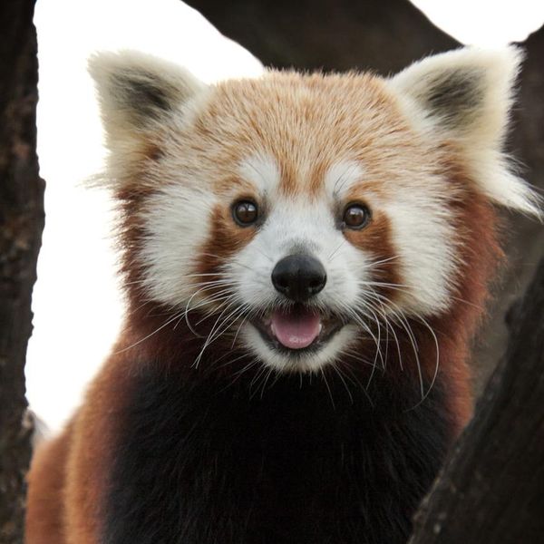 skat ekstra kun Baby Red Panda Facts to Brighten Your Day | Always Pets