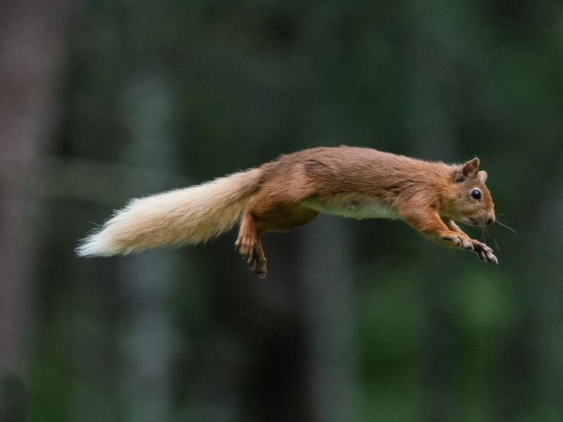 Red squirrel flying through the air