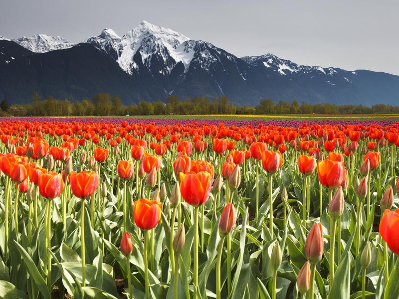 Red Tulip Field and Mount Cheam