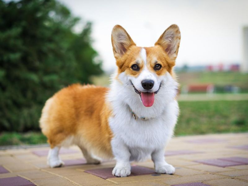Red Welsh corgi dog outdoors in the park
