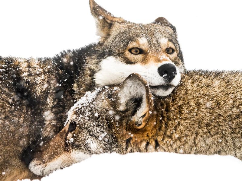 Red wolf pair playing in the snow