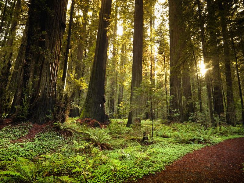 Redwood trail, California
