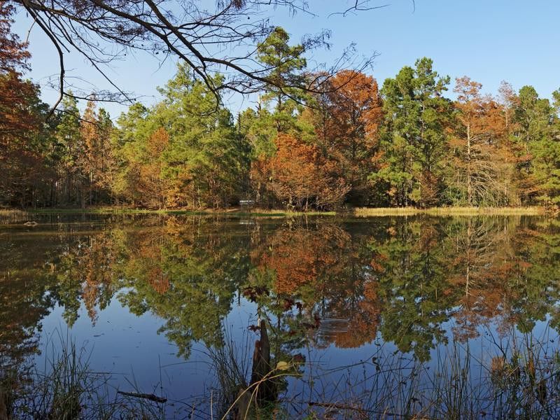 Reflections on a Pond-W G Jones State Forest