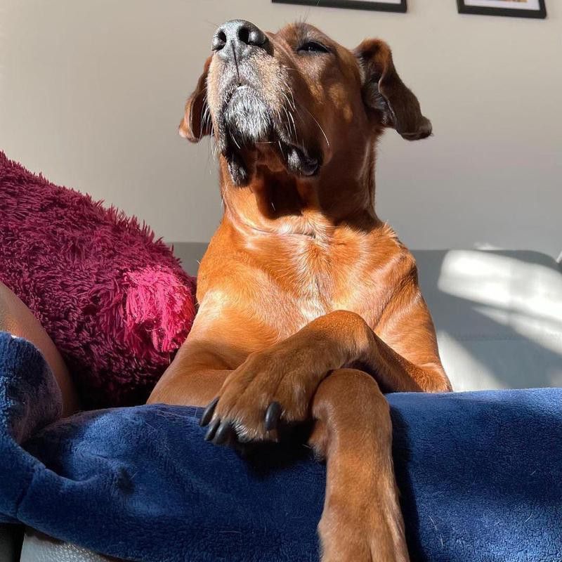 regal dog on couch