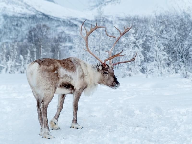 Reindeer in the arctic
