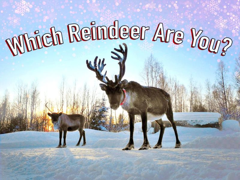 Reindeer Quiz