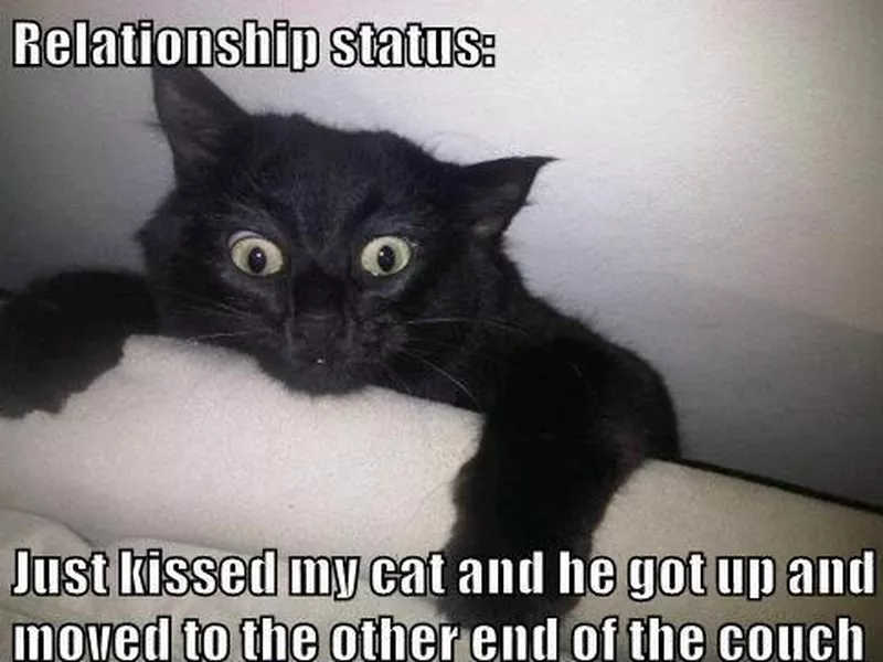Funny Cat Memes That Perfectly Sum Up Relationships | Always Pets