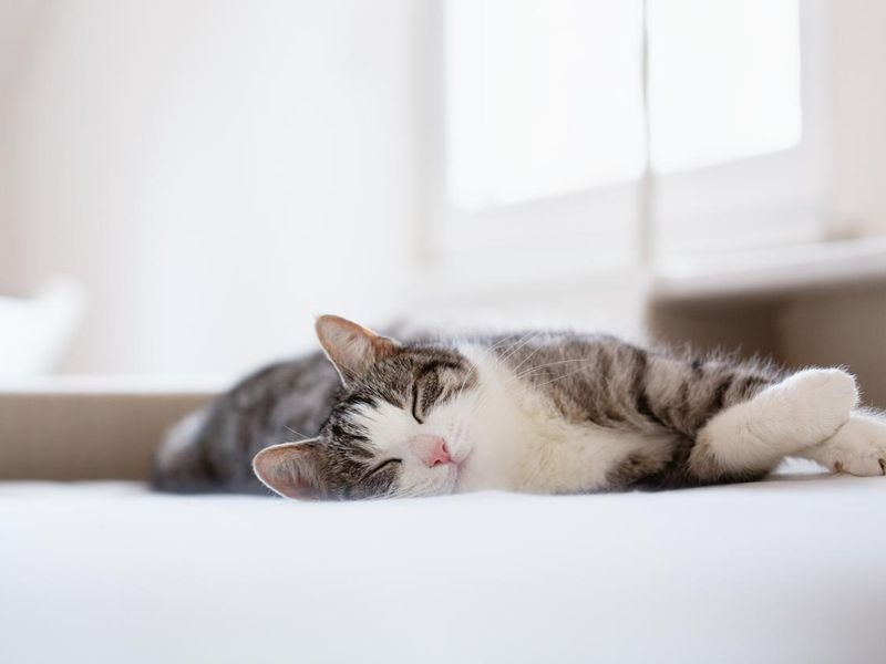 relaxed tabby cat lying on bed