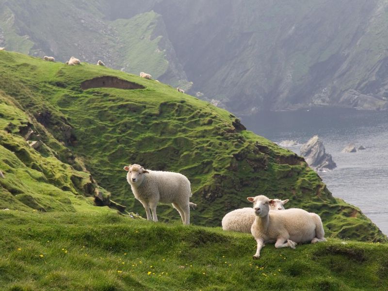 relaxing sheep at the coastline of shetland islands