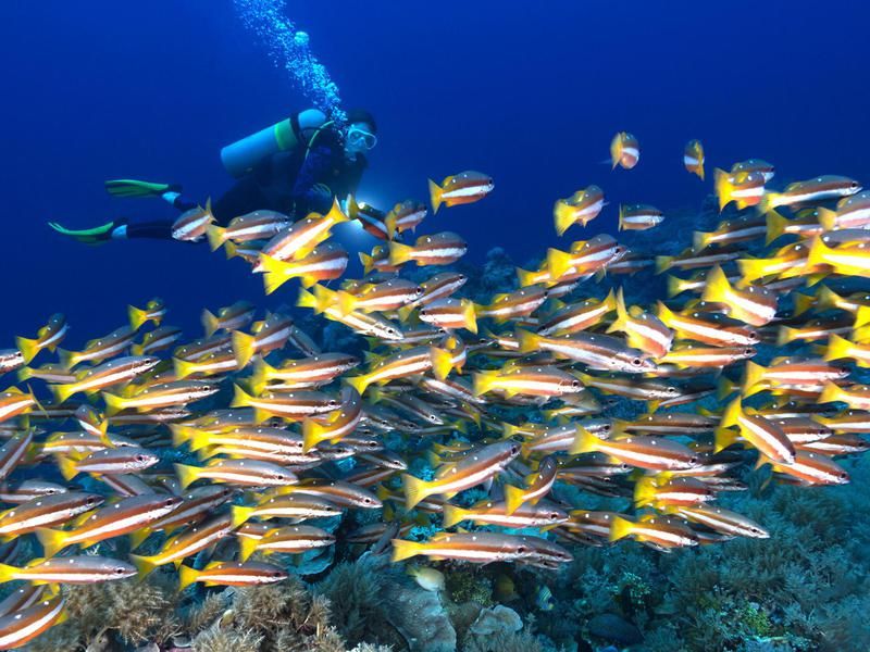 Republic of Palau Diving