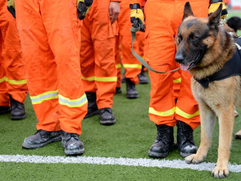 Rescue dogs are often German Shepherds