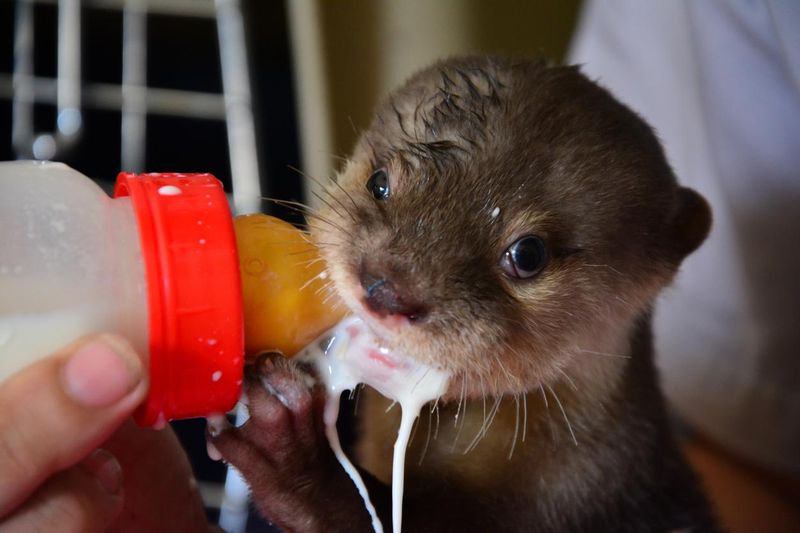 Rescued baby otter