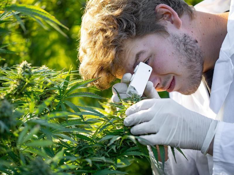 Researcher looking at marijuana plant