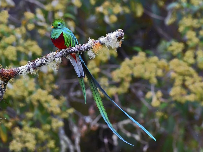 Resplendent Quetzal on a branch