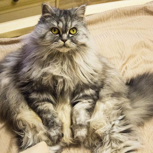 Rest and leisure of a well-fed, lazy and contented fat cat. A gray fluffy cat is sitting on the bed, showing a fat belly