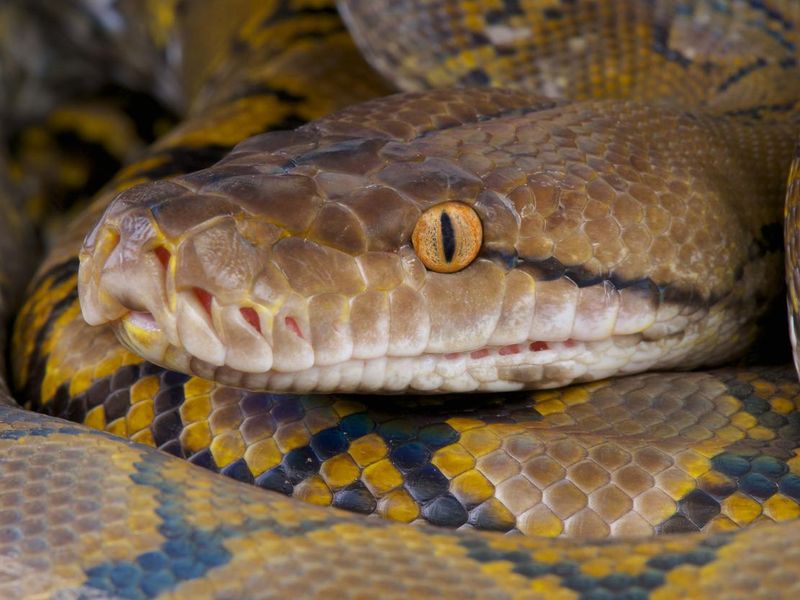 Reticulated python close up