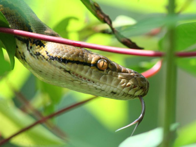 Reticulated Python in Sumatra, Indonesia