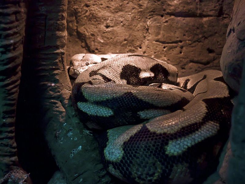 Reticulated python staying warm